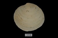 藏品(滿月蛤)的圖片